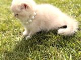 Show Kalite Özel Renk Ay 12 British Shorthair