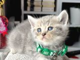British Shorthair Blue Golden Yavrular