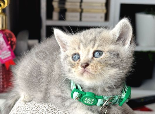 British Shorthair Blue Golden Yavrular