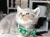British Shorthair Blue Golden Yavrular