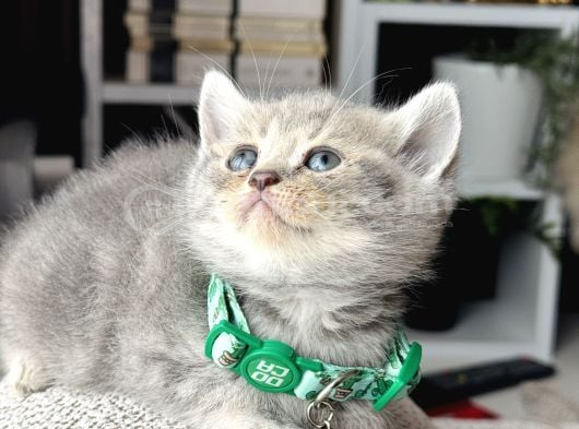 British Shorthair Blue Golden Yavrular görsel