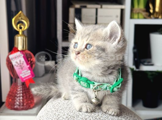 British Shorthair Blue Golden Yavrular görsel