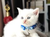 British Shorthair Beyaz Yavru