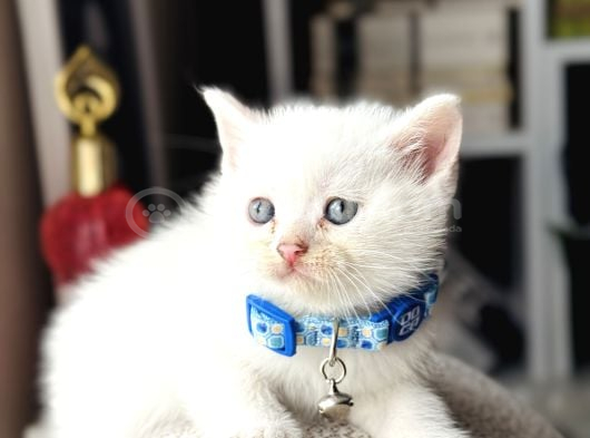 British Shorthair Beyaz Yavru