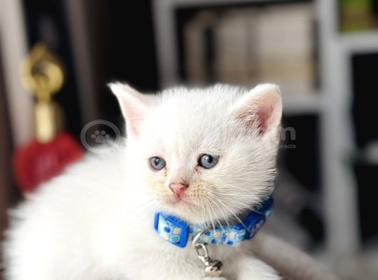 British Shorthair Beyaz Yavru görsel