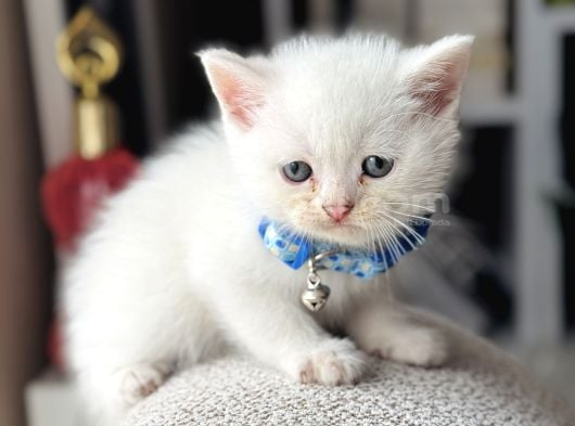 British Shorthair Beyaz Yavru görsel