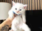 British Shorthair Beyaz Yavru