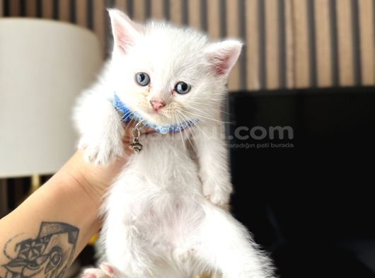 British Shorthair Beyaz Yavru görsel