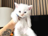 British Shorthair Beyaz Yavru