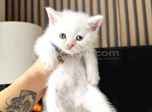 British Shorthair Beyaz Yavru görsel