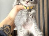British Shorthair Blue Golden Yavrular