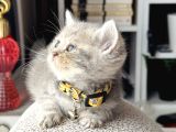 British Shorthair Blue Golden Yavrular