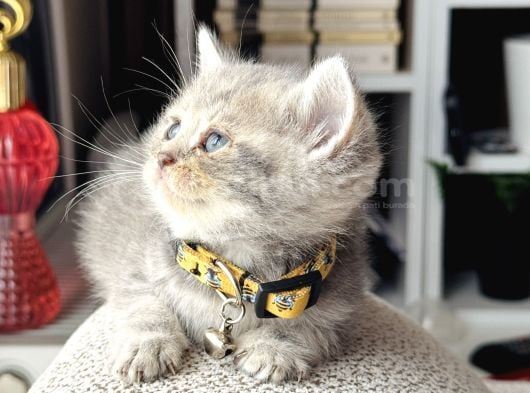 British Shorthair Blue Golden Yavrular görsel