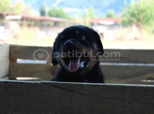 Hayali̇ni̇zdeki̇ Rottweiler Yavrusu Si̇zi̇ Bekli̇yor görsel