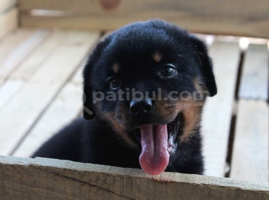 Hayali̇ni̇zdeki̇ Rottweiler Yavrusu Si̇zi̇ Bekli̇yor görsel