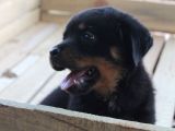 Hayali̇ni̇zdeki̇ Rottweiler Yavrusu Si̇zi̇ Bekli̇yor