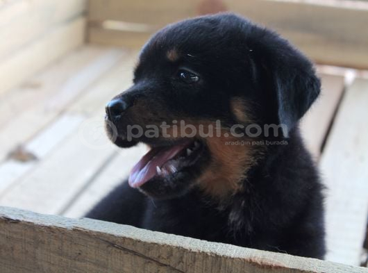 Hayali̇ni̇zdeki̇ Rottweiler Yavrusu Si̇zi̇ Bekli̇yor görsel