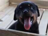 HAYALİNİZDEKİ ROTTWEILER YAVRUSU SİZİ BEKLİYOR