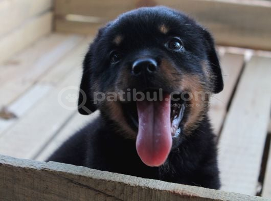HAYALİNİZDEKİ ROTTWEILER YAVRUSU SİZİ BEKLİYOR