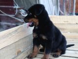 Hayali̇ni̇zdeki̇ Rottweiler Yavrusu Si̇zi̇ Bekli̇yor
