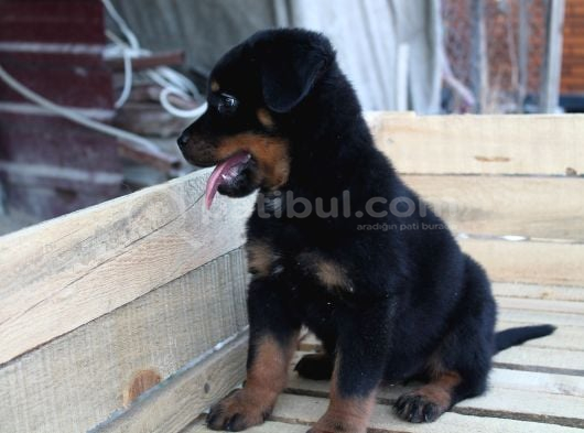 Hayali̇ni̇zdeki̇ Rottweiler Yavrusu Si̇zi̇ Bekli̇yor görsel