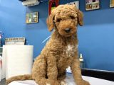 Dev Poodle