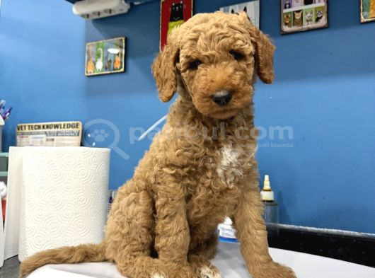 Dev Poodle görsel