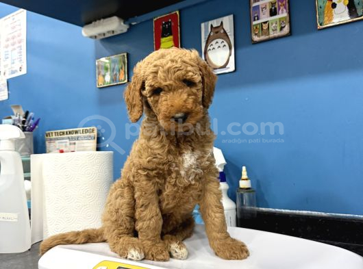 Dev Poodle