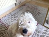 Sevgi Dolu Terrier Kırması