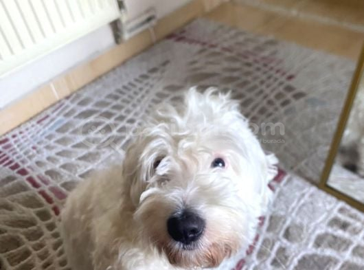 sevgi dolu terrier kırması