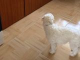Sevgi Dolu Terrier Kırması