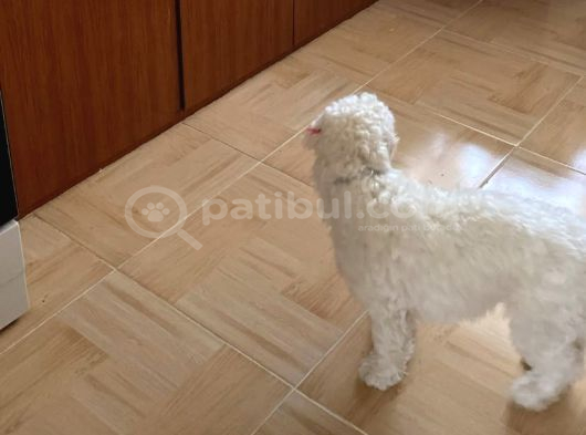 Sevgi Dolu Terrier Kırması görsel