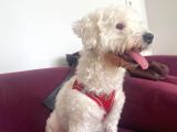 Sevgi Dolu Terrier Kırması