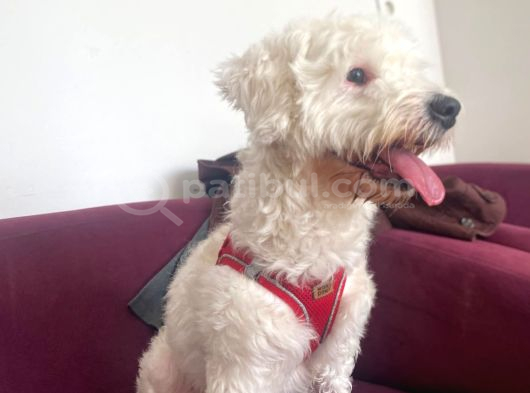 Sevgi Dolu Terrier Kırması görsel