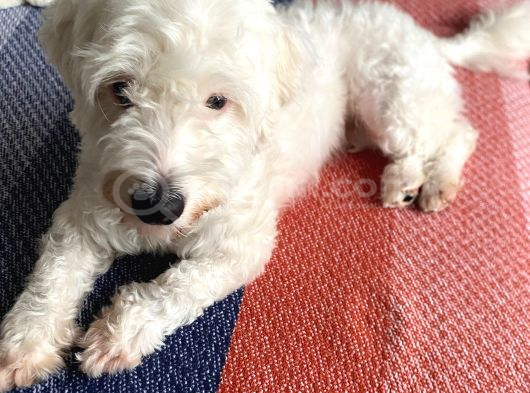 Sevgi Dolu Terrier Kırması görsel