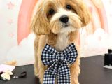 Safkan erkek  Maltipoo 5 aylık