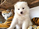A Kan Samoyed Yavruları