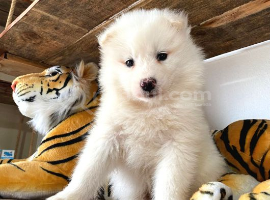 A Kan Samoyed Yavruları görsel