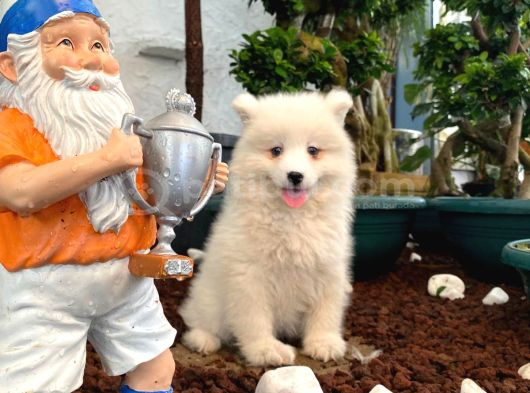 A Kan Samoyed Yavruları görsel