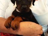 Premium Doberman Yavrulari