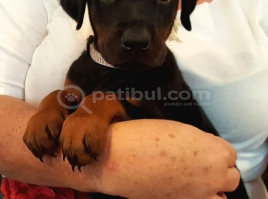 Premium Doberman Yavrulari görsel