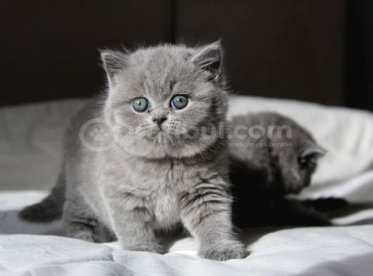 Gümüş Zarafet Gri British Shorthair Yavrumuz