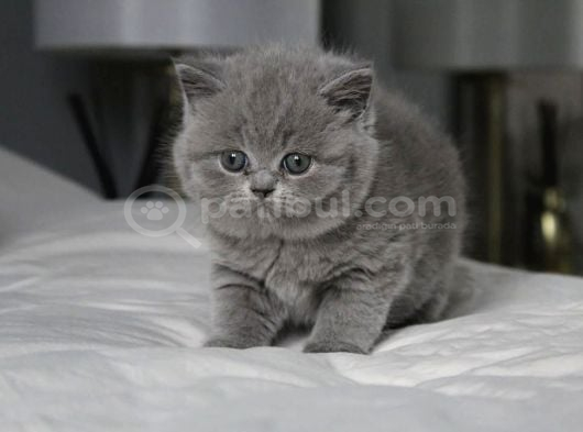 Gümüş Zarafet Gri British Shorthair Yavrumuz görsel