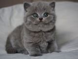 Gümüş Zarafet Gri British Shorthair Yavrumuz