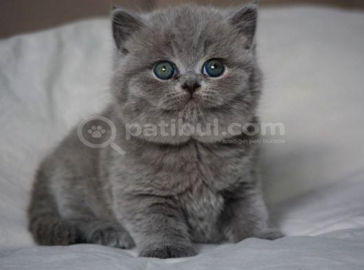 Gümüş Zarafet Gri British Shorthair Yavrumuz görsel