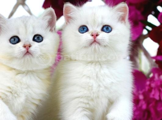 Kar Beyaz Silver British Shorthair Ns1133 görsel