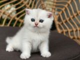 Kar Topu Silver Scottish Fold