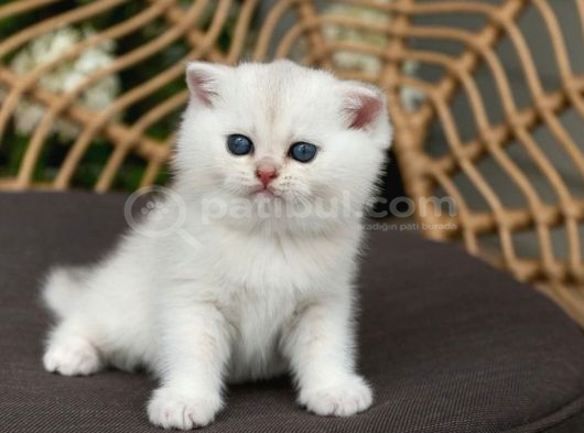 Kar Topu Silver Scottish Fold görsel