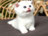 Kar Topu Silver Scottish Fold
