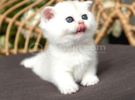 Kar Topu Silver Scottish Fold